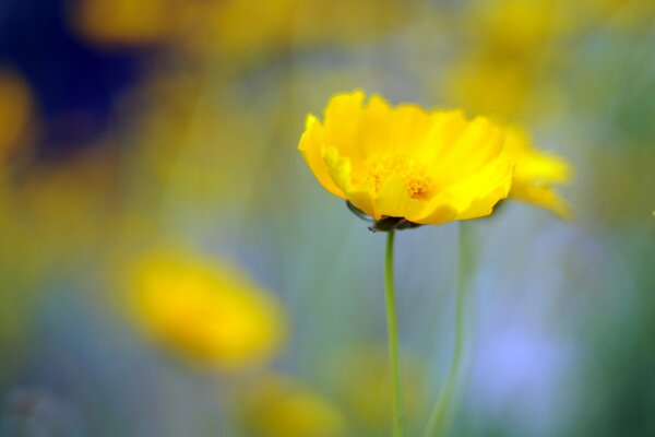 Wallpaper with blur, yellow flower