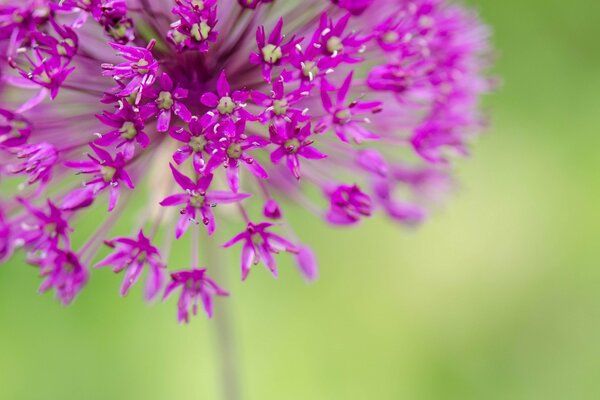 Erstaunliche Schönheit leuchtend lila Blume auf einem blassen grün-gelben Hintergrund