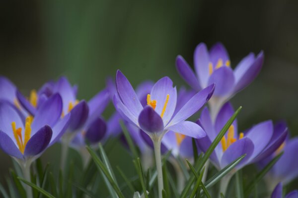 Pierwsze kwiaty wiosny delikatne krokusy