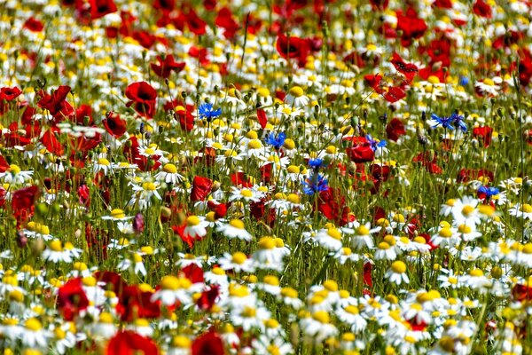 Prato multicolore di fiordaliso e margherite