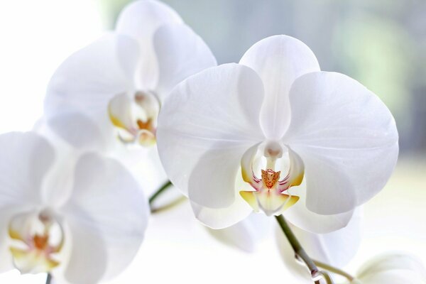 Macro photography of white phalaenopsis orchids