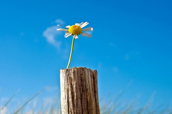 A lonely daisy against the blue sky