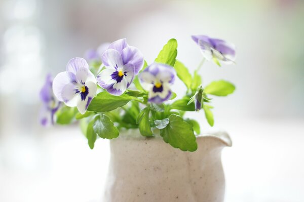 Delicato bouquet di viole del pensiero in vaso di ceramica