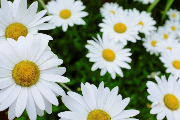 Fond d écran beaucoup de marguerites blanches