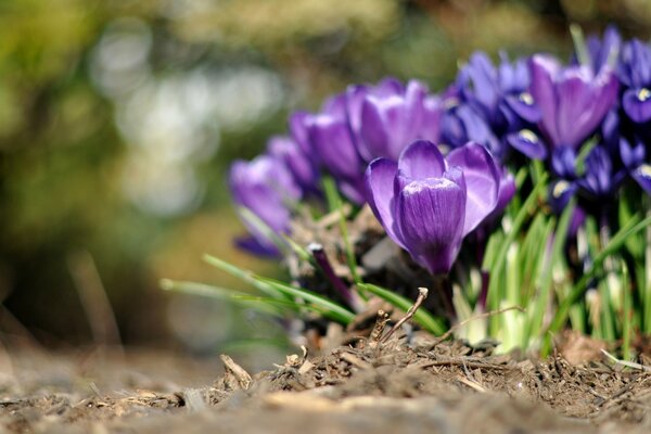 Fioletowe i niebieskie kwiaty krokusów