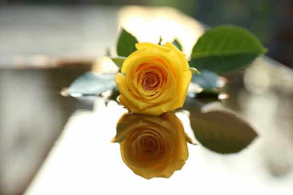 A yellow rose is reflected from the glass