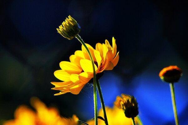 Pąki żółtych kwiatów na niebieskim tle