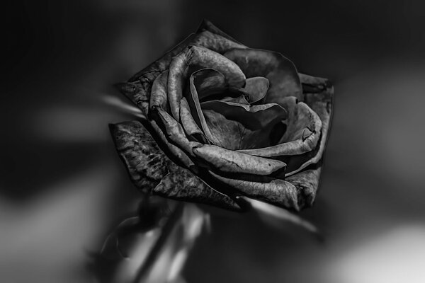 Grey rose on a black and white background