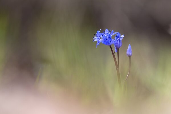 Fleur bleue sur fond flou