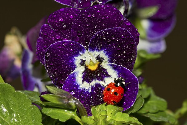 Image macro d un bourgeon de Viola avec une coccinelle assise dessus