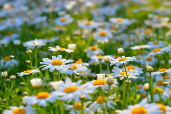 Summer glade of cute daisies