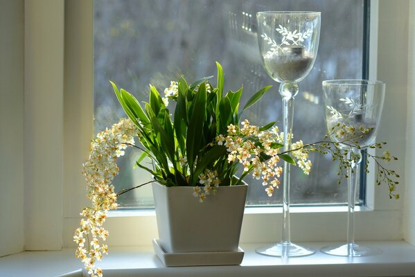 Orchidea da interno in vaso