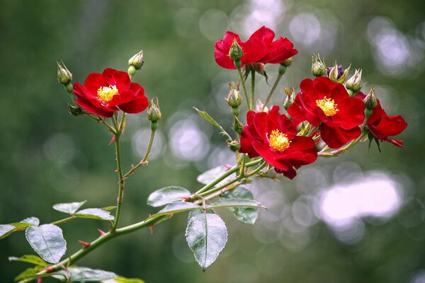 Red bright wildflowers