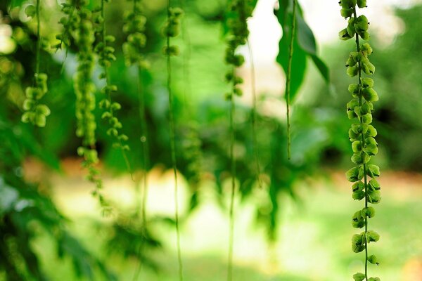 Beauté de la verdure sur un fond vert-jaune flou