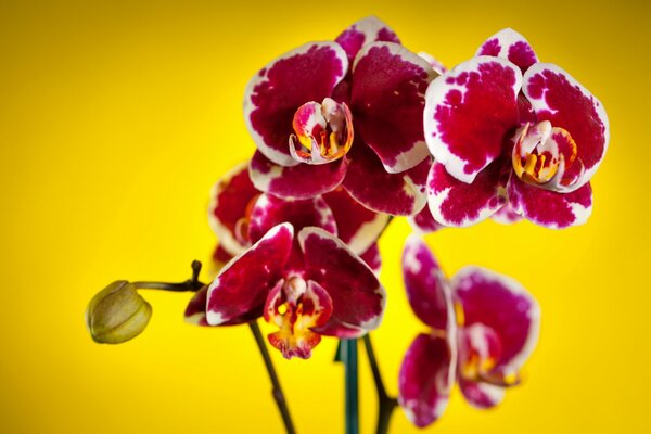 Ярко красные орхидеи на фоне цвета солнца