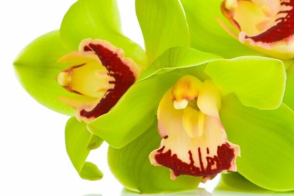 Cymbidium-Orchideen in hellgrünen Makroaufnahmen