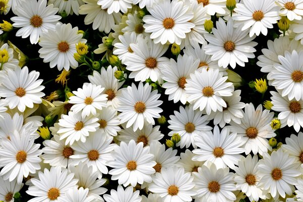 Un campo de margaritas blancas con brotes amarillos