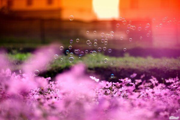 Bulles de savon sur fond de caet