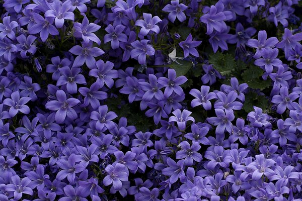 Summer carpet made of purple bluebells