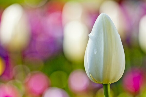 Makroaufnahme einer weißen Tulpe