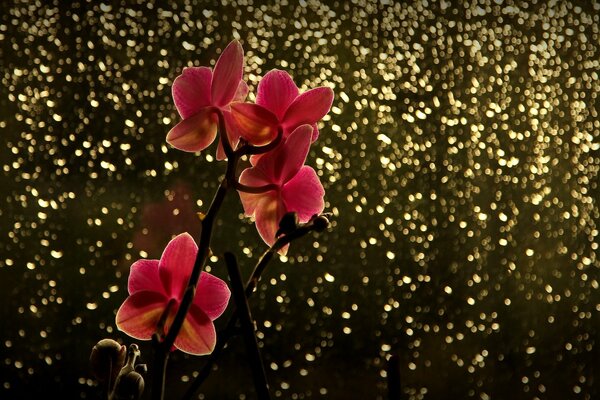 Photo-un conte de fées avec une branche d orchidée