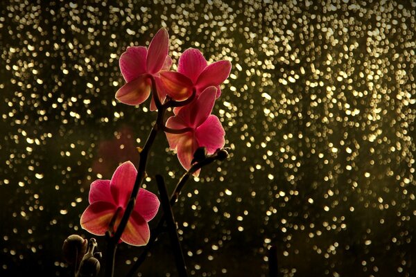 Фото-сказка с веткой орхидеи