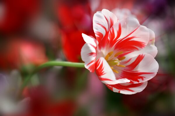 An unusual tulip with petals of an interesting shape and color