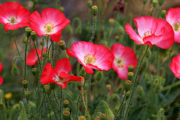 Red poppies in the field in spring