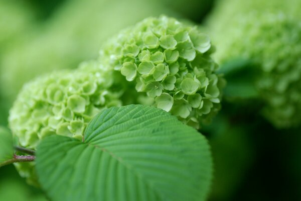 Arbusto de Hortensia verde tierna