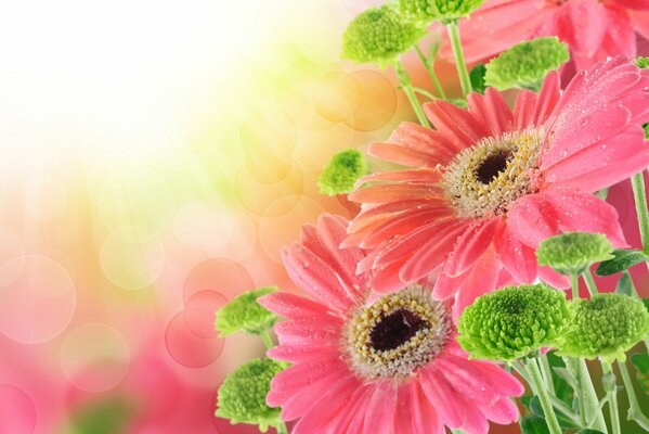 Fleurs de gerbera roses avec des gouttes sur les pétales