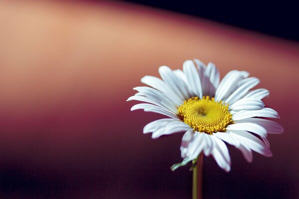 A lonely daisy with large petals