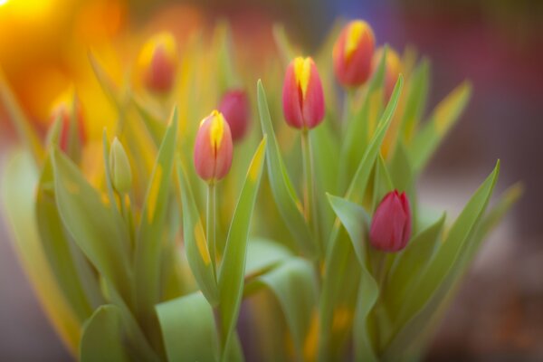 Bouquet of yellow-pink flowers of tulips