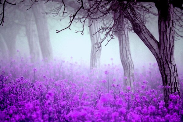 Spring forest in purple fog