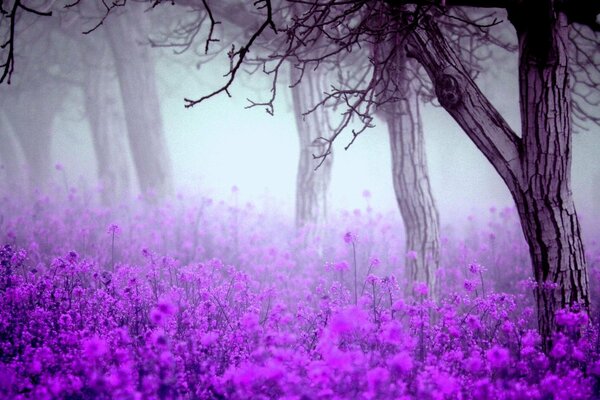 Wiosenny las w fioletowej mgle