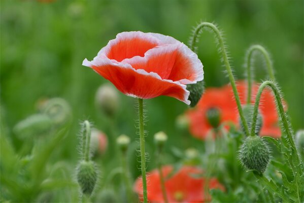 Fabulous poppy meadow at dawn