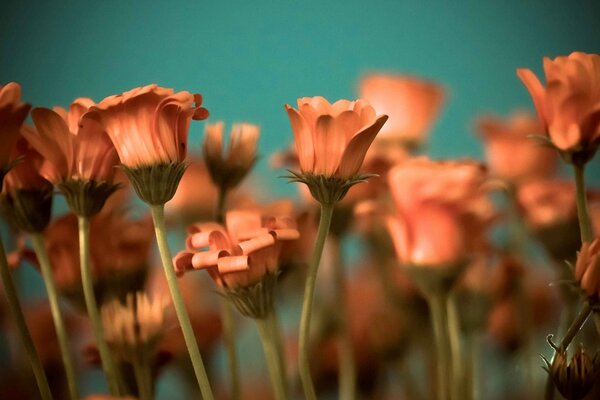 Großformatige Blumen in Orange