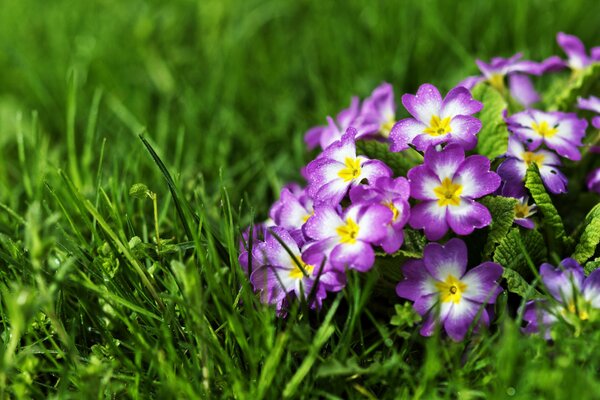 Bouquet of primroses primroses