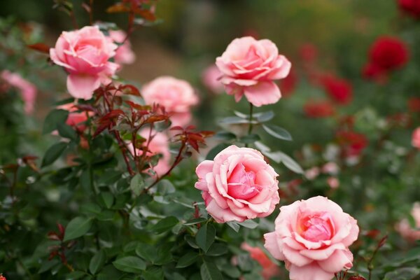 Miękkie różowe pąki róży na zielonym krzaku
