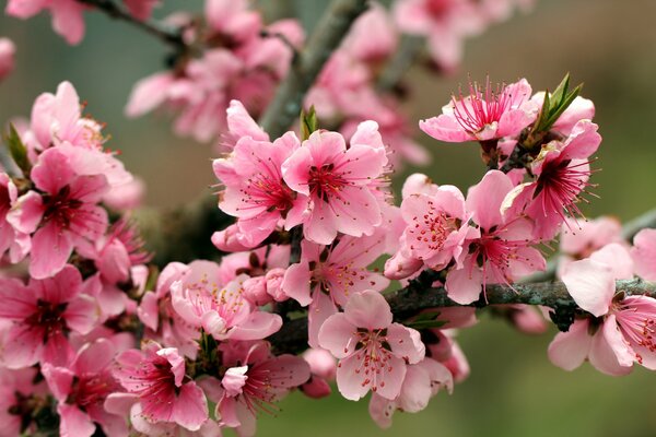 Ein Zweig eines Apfelbaums mit hellen Blumen