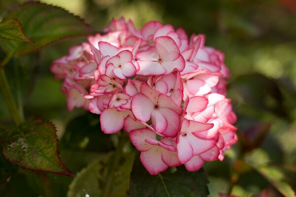 Bright hydrangea blooms in the forest