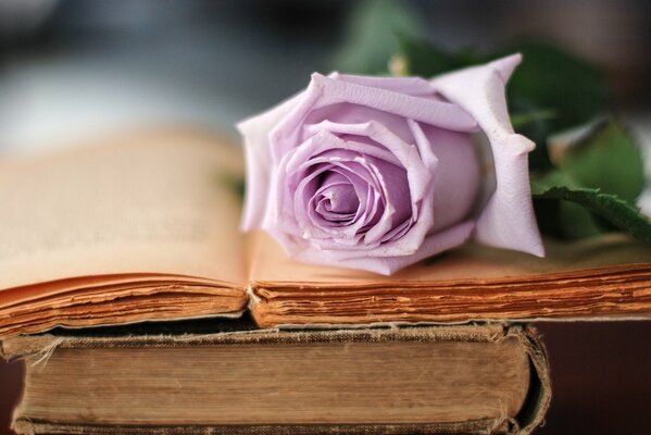 Una delicada rosa púrpura pálida descansa sobre un viejo libro abierto