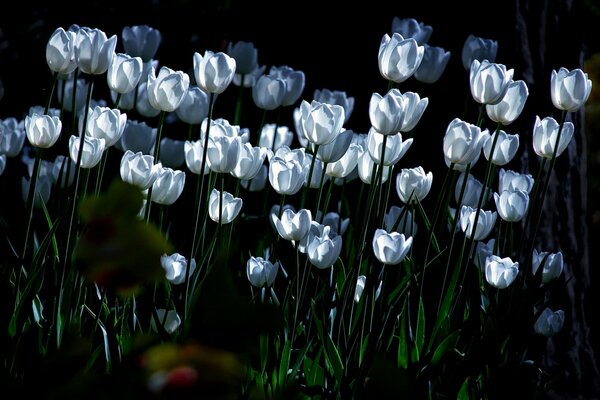 Weiße Tulpen im Licht des Mondes