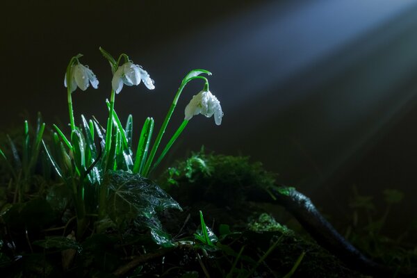 Snowdrops come to life under the rays penetrating the earth