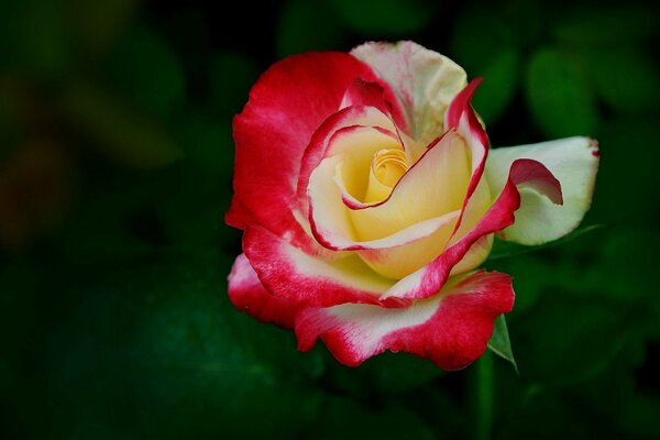 Rosenknospe Blütenblätter einer Blume