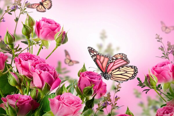 Schöne rosa Rosen neben Schmetterlingen