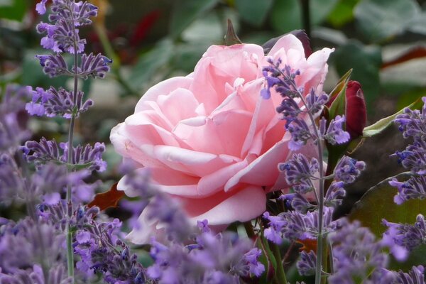 Natura sul piano principale Rosa