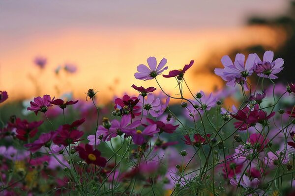 Belle nature au coucher du soleil