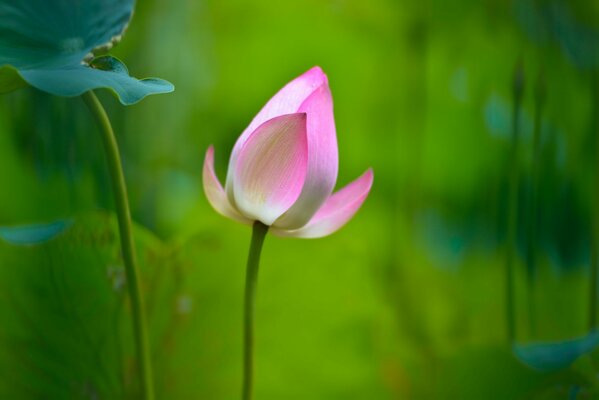 Lotus flower on a green background