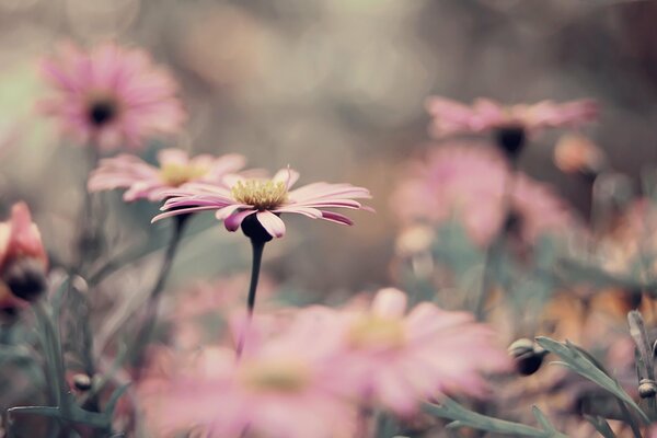 Lots of pink chrysanthemums in the flower bed