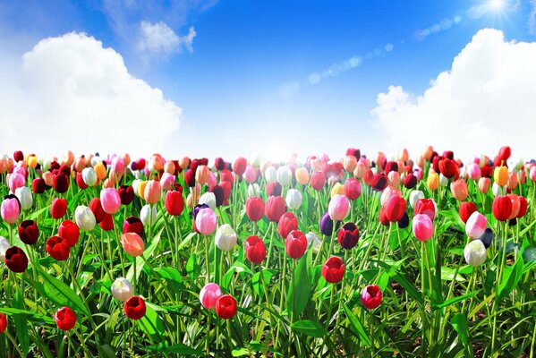 Kolorowe tulipany. Błękitne niebo, chmury